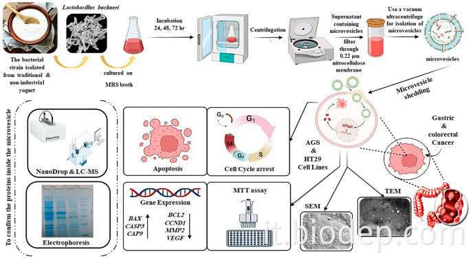 lactobacillus buchneri4
